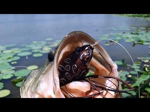 Bass Fishing - LiveTarget Topwater Rat !!