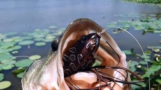 Bass Fishing - LiveTarget Topwater Rat !!