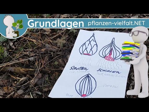 📚 Wurzelsysteme (3 v. 5) - Zwiebel/Zwiebeln  - 🌱 Botanik Grundwissen & Grundbegriffe
