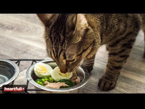Feeding Your Feline Friend: 10 People Foods Cats Can Enjoy Safely