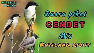 Download lagu Pikat burung Cendet mix kutilang ribut || #kunthullkicau mp3
