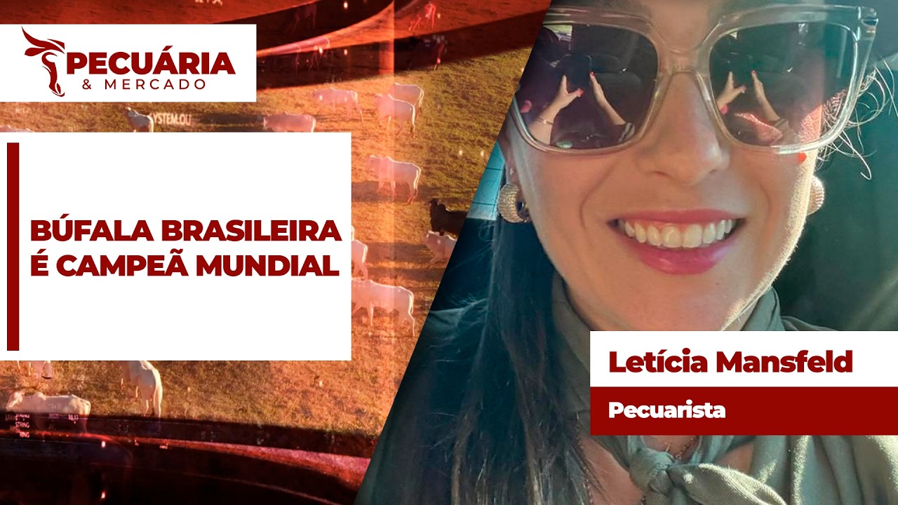 A búfala Serena bateu recorde mundial de produção de leite ao produzir mais de 40 quilos durante...
