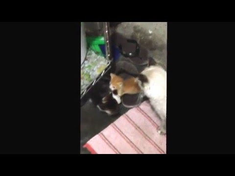 Pelea de gatitos