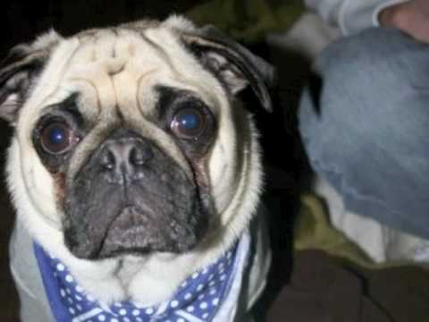 Pugstep feat. Dexter