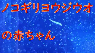 ノコギリヨウジウオの赤ちゃんを見ることができました☆彡
