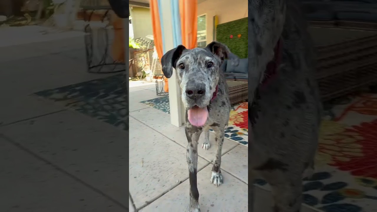 Enlarge Basil, a Adoptable Great Dane in Citrus Heights, CA video 6/6