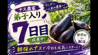 【LIVEアーカイブ】🍆ナス農家弟子入り7日目！朝採れナスで今日も収穫！少しずつ一人前へ…！？👑26.7.20