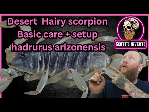 Škorpión púštny (Hadrurus arizonensis) — základná starostlivosť a nastavenie terária