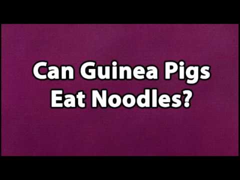 YouTube video about: Can guinea pigs eat pasta?