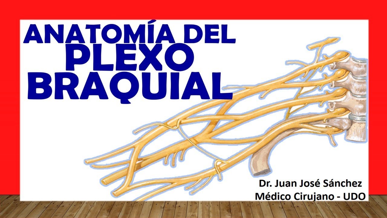 🥇 BRACHIAL PLEXUS. (Constitution, Trunks, Branches). Easy and Simple