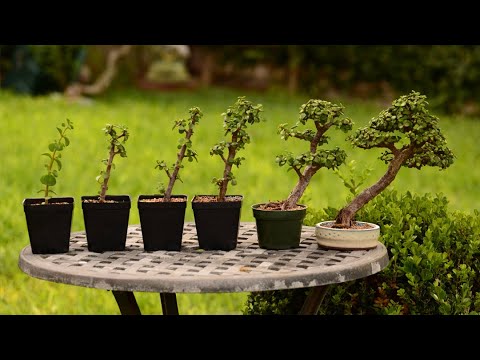 From Cutting to Bonsai Tree - 6 Year Evolution of a Portulacaria afra - Little Jade Bonsai
