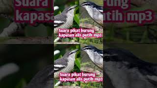 Download lagu suara pikat burung kapasan alis putih mp3