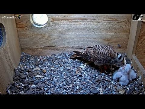 Cornell American Kestrel Cam ~ Youngest #5 Junior Gets Good Feeding!