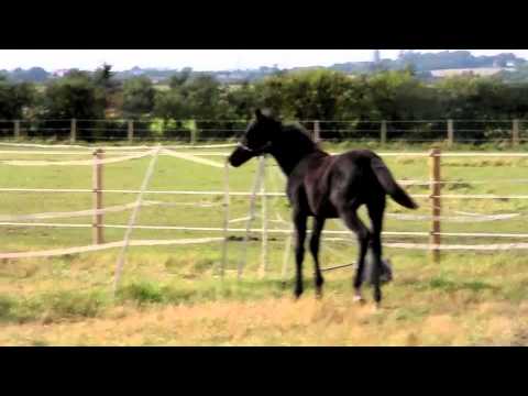 Premimum Oldenburg Colt Isola Dante Hit by Santo Hit and Isola Karamella Foal For Sale