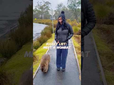 Wombats Deserve a Spot on Your Bucket List 🐾✨#wombat #animals #wildlife #animallovers #fyp