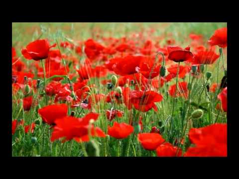 Crveni Makovi - Alfi Kabiljo