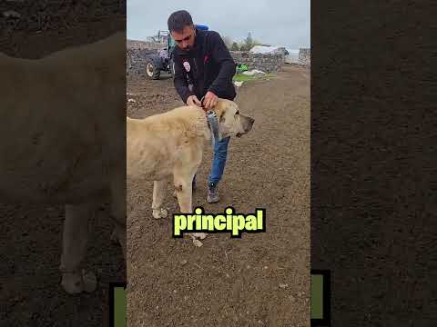 Para Qué Sirve Este Collar de Púas en Perros?