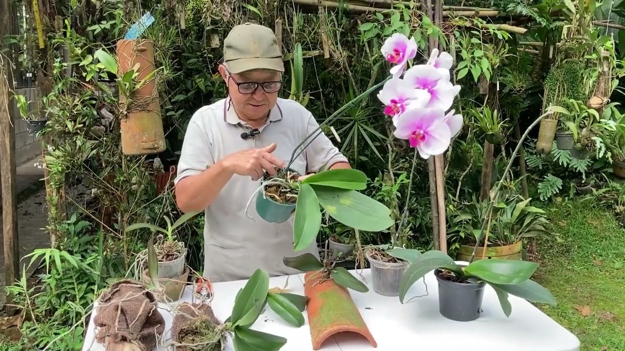CUIDADOS COM A ORQUÍDEA  PHALAENOPSIS (Orquídea BORBOLETA) - Masuji Kayasima