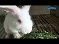 Wow Kawunganten Cilacap Resident Finds Success Breeding Rabbits Earns Millions