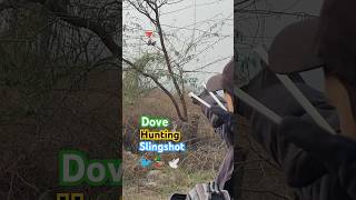 Dove hunting slingshot hunting amazing short #youtubeshorts #ideas #slingshot #shorts