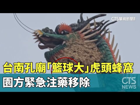 台南孔廟「籃球大」虎頭蜂窩　園方緊急注藥移除