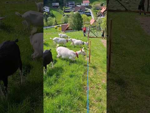 goat vs electric fence⚡️#goat #farming #dairy [no animals were harmed in the making of this video]