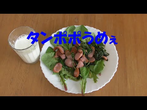 庭で採れたタンポポを食べてもいいですか？彼らの利点は何ですか?どのように選んで保管すればよいでしょうか？  庭園