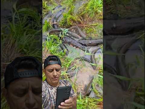 QUE FENÔMENO DA NATUREZA SURREAL #piracema #peixe #pescaria #traira #NaturezaSelvagem