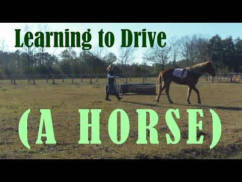 Learning to Drive (A Horse)