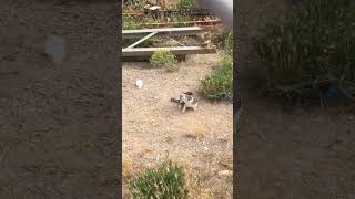 Same Cool Cat Again❤️