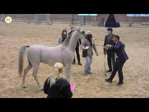 N 50 NAAEEM AL WAAB   Straight Egyptian World Championship 2020   Colts 2 3 Years Old Class 6