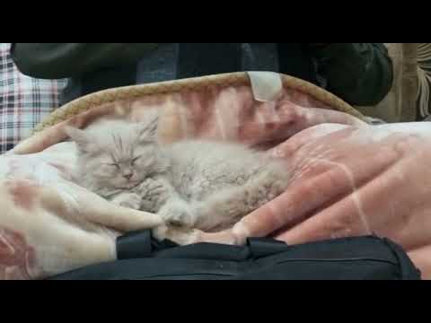 Daisey ki Vaccination Krwayi 💉