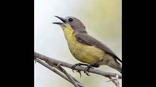 Download lagu Burung Remetuk Laut Gacor Untuk Masteran #shorts mp3