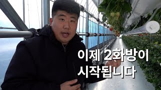 "딸기 2화방 시작! 2단 행잉베드 딸기, 앞으로의 성장 기대됩니다!"