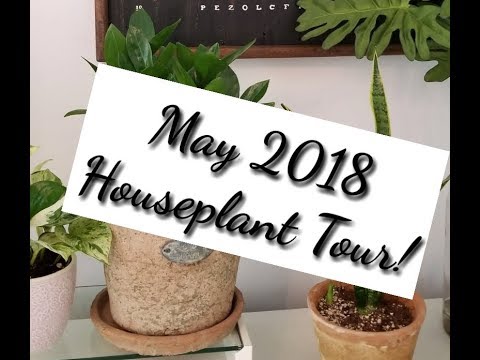May 2018 Houseplant Tour