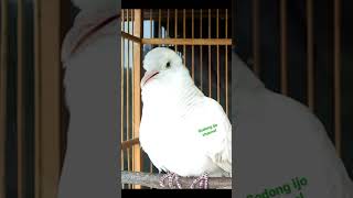 Download lagu PERKUTUT WARNA PUTIH - mp3