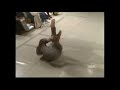 Family Feud Breakdancing
