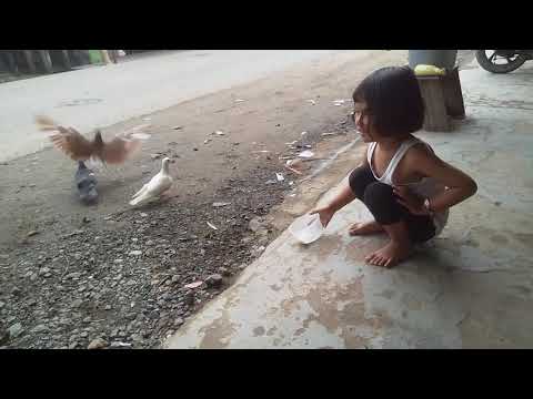 VIRAL/ cara memberi makan burung merpati yang baik dan benar #ala ruwayda