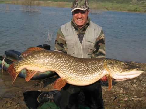 Italská štika 24 kg