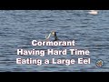 Cormorant Having Hard Time Eating A Large Eel