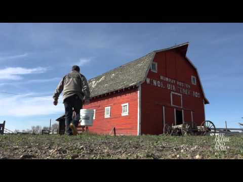 Rat free Alberta: How a team of people is keeping this province free of rats