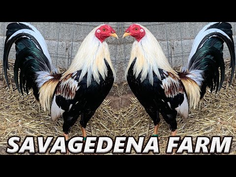 QUALITY !! Clement Grey Kelso Asil Yellow Leg SAVAGEDENA FARM - Beautiful Birds Farm Visit