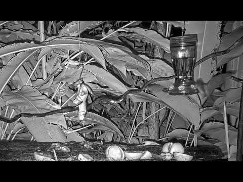 One Minute Of Orange Nectar Bats On The Panama Fruit Feeder – Aug. 13, 2021