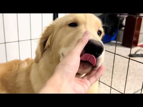 The mouthpiece of a golden retriever is so easy to touch #Golden Retriever#dog#Cute Pet De