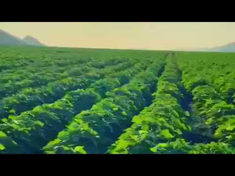 Dry Bean crops on Farm in Pongola from Kynoch Fertilizer