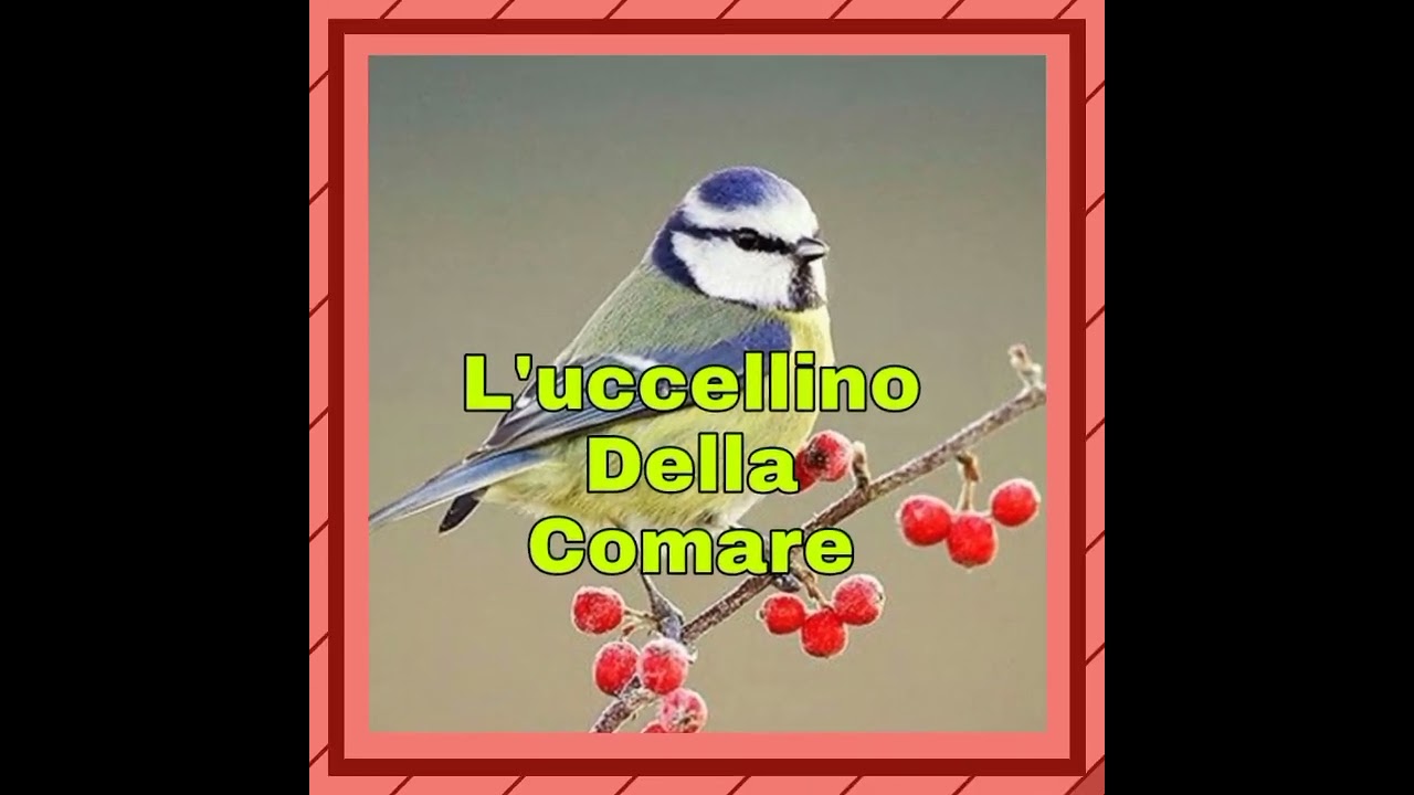 Watch Now L'UCCELLINO Con i Nomi 🐦🐥🐓🎼🎶 Buongiorno ☕🤫🤫 L'UCCELLINO Con i Nomi 🐦🐥🐓🎼🎶 Buongiorno ☕🤫🤫