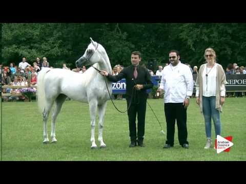 Bruges 2016 - Senior Stallions International Championship - Prizegiving - 3rd place: n. 241