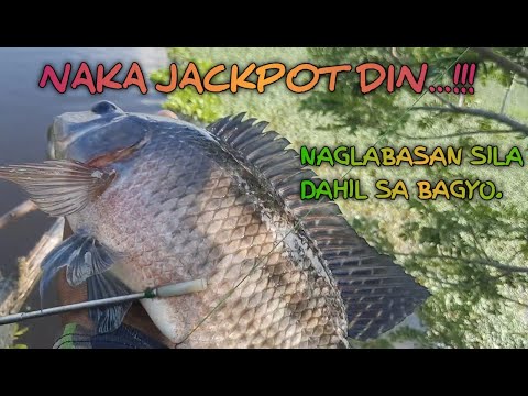 JACKPOT! Naglabasan sila/DANItiksayHUNTER/Fishing with airgun.