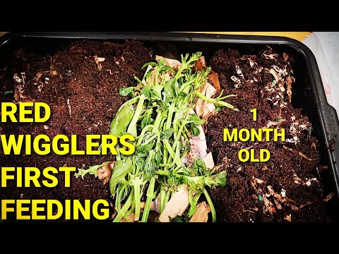 NEWEST 1 Month Old Red Wiggler Bin Has First Feeding | Fed Whole Banana And Basil | Vermicomposting