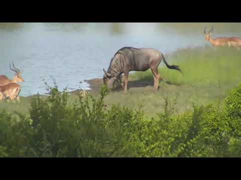 Djuma: Impalas, Nyalas and Wildebeest enjoying the afternoon -16:45 - 02/01/19